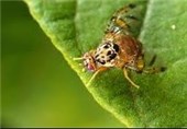 آغاز پایش مستمر مگس میوه مدیترانه‌ای در زارچ