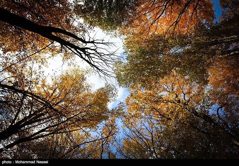 پاییز در جنگلهای گلستان