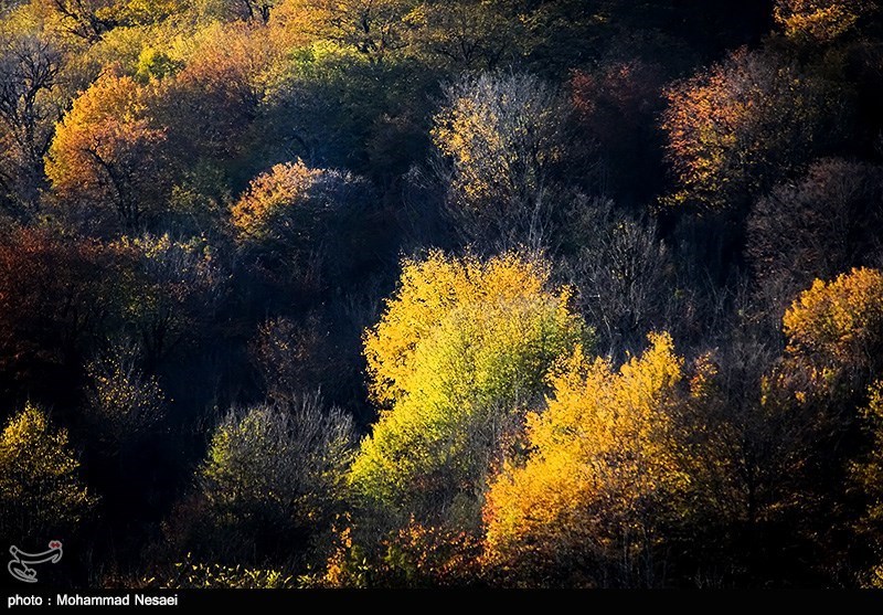 پاییز در جنگلهای گلستان