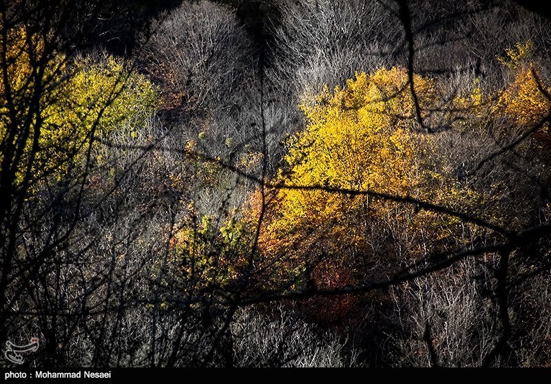 پاییز در جنگلهای گلستان
