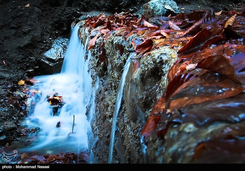 پاییز در جنگلهای گلستان