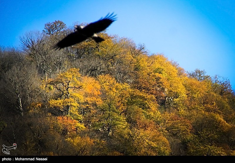 خریف فی الغابات الگلستان