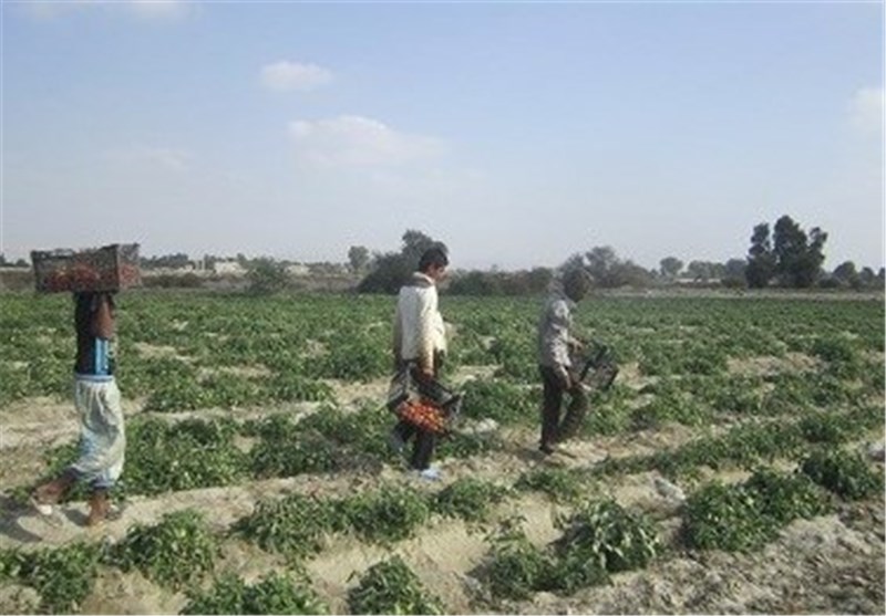 برداشت گوجه سیریک