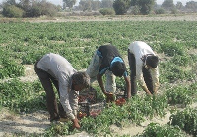 برداشت گوجه سیریک