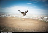 رهاسازی 13 بال سهره طلایی در زیستگاه طبیعی چرام+فیلم