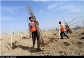 آیین روز درختکاری در مشهد 