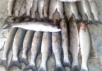 کفال با سهم 70 درصدی، گونه غالب صید در خزر شد