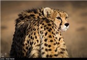 کوشکی از آخرین بازمانده های یوز آسیایی است که در منطقه میاندشت جاجرم نگهداری می شود.جنسیت او نر است و مدت زیادی است که از زوج خود  دور مانده و اقدامی برای به هم رساندن این زوج صورت نگرفته است.تصویر این یوز ایرانی بر پیراهن تیم ملی فوتبال نقش بسته است.اگر در این چند سال اقدامی برای تکثیر این دو یوز صورت گرفته بود ، شاید تا کنون تعداد زیادی توله از این جفت گرفته شده بود