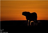 کوشکی از آخرین بازمانده های یوز آسیایی است که در منطقه میاندشت جاجرم نگهداری می شود.جنسیت او نر است و مدت زیادی است که از زوج خود  دور مانده و اقدامی برای به هم رساندن این زوج صورت نگرفته است.تصویر این یوز ایرانی بر پیراهن تیم ملی فوتبال نقش بسته است