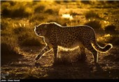 کوشکی از آخرین بازمانده های یوز آسیایی است که در منطقه میاندشت جاجرم نگهداری می شود.جنسیت او نر است و مدت زیادی است که از زوج خود  دور مانده و اقدامی برای به هم رساندن این زوج صورت نگرفته است.تصویر این یوز ایرانی بر پیراهن تیم ملی فوتبال نقش بسته است