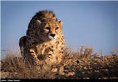 در منطقه میاندشت چندین یوز به صورت آزاد زندگی می کنند ، یکی از بزرگترین خطر هایی که یوز ها را تهدید می کنند وجود سگ های زیاد گله است . یوز با وجود سرعت زیاد بسیار سریع خسته می شود و توان فرار از سگ های گله را در مسیر طولانی ندارد