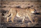 کوشکی از آخرین بازمانده های یوز آسیایی است که در منطقه میاندشت جاجرم نگهداری می شود.جنسیت او نر است و مدت زیادی است که از زوج خود  دور مانده و اقدامی برای به هم رساندن این زوج صورت نگرفته است.تصویر یوز ایرانی بر پیراهن تیم ملی فوتبال نقش بسته است