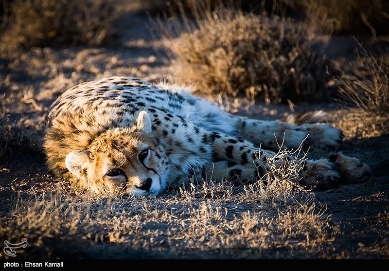 یوزپلنگ ایرانی , اخبار استان سمنان , تسنیم , نظام مسائل استان سمنان , 