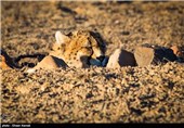 کوشکی از آخرین بازمانده های یوز آسیایی است که در منطقه میاندشت جاجرم نگهداری می شود.جنسیت او نر است و مدت زیادی است که از زوج خود  دور مانده و اقدامی برای به هم رساندن این زوج صورت نگرفته است.تصویر یوز ایرانی بر پیراهن تیم ملی فوتبال نقش بسته است