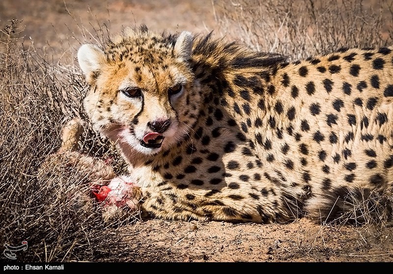 یوزپلنگ ایرانی , اخبار استان سمنان , تسنیم , نظام مسائل استان سمنان , 
