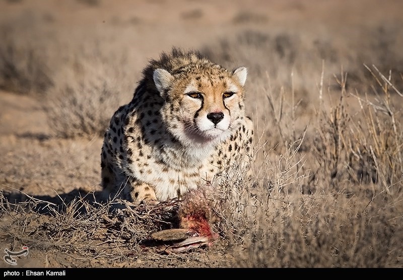 یوزپلنگ ایرانی , اخبار استان سمنان , تسنیم , نظام مسائل استان سمنان , 