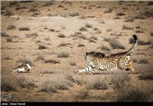 به ندرت دیده شده که این یوز به گله حیوانات اهلی حمله کند