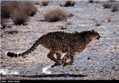 در منطقه میاندشت چندین یوز به صورت آزاد زندگی می کنند ، یکی از بزرگترین خطر هایی که یوز ها را تهدید می کنند وجود سگ های زیاد گله است . یوز با وجود سرعت زیاد بسیار سریع خسته می شود و توان فرار از سگ های گله را در مسیر طولانی ندارد