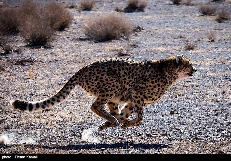 یوزپلنگ ایرانی , اخبار استان سمنان , تسنیم , نظام مسائل استان سمنان , 