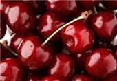 جشنواره‌ای با طعم گس آلبالو؛ فرصتی برای توسعه گردشگری و اقتصادی ملایر