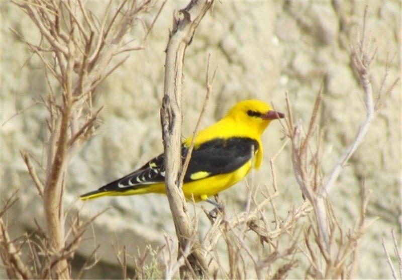 جای پرندگان در قفس نیست/ تهران پرنده دارد