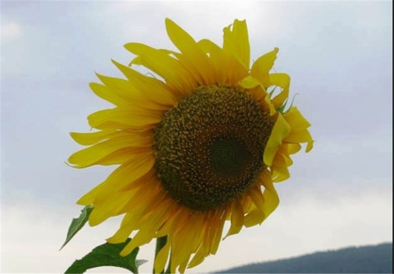 شهر آفتاب , اخبار شاهرود , کشاورزی , تسنیم , اخبار استان سمنان ,