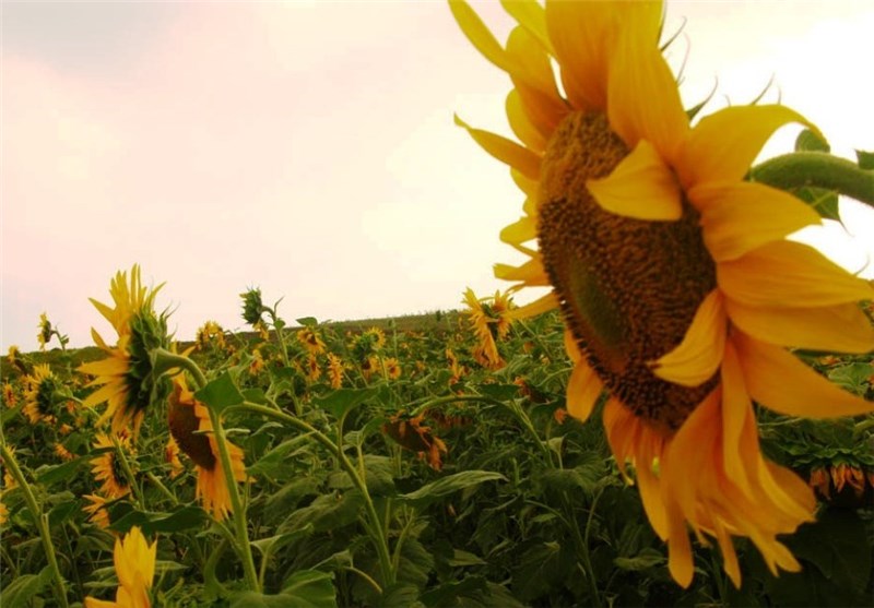 شهر آفتاب , اخبار شاهرود , کشاورزی , تسنیم , اخبار استان سمنان ,