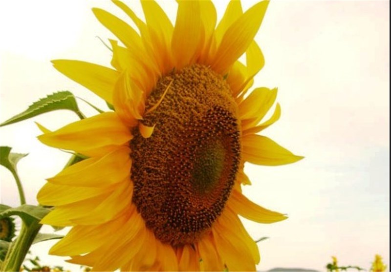 شهر آفتاب , اخبار شاهرود , کشاورزی , تسنیم , اخبار استان سمنان ,