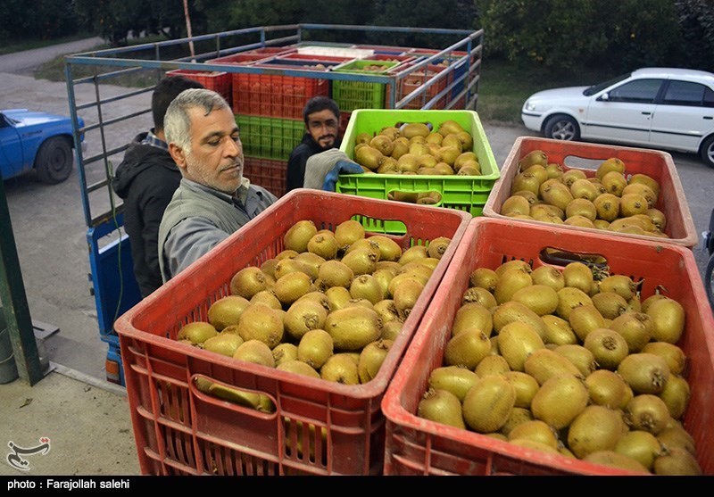 اخبار استان مازندران , اخبار ساری , کشاورزی , 