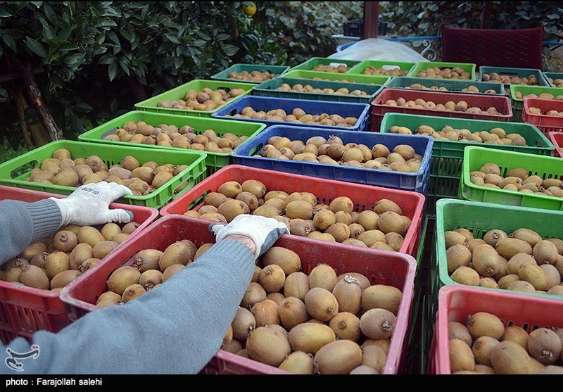اخبار استان مازندران , اخبار ساری , کشاورزی , 