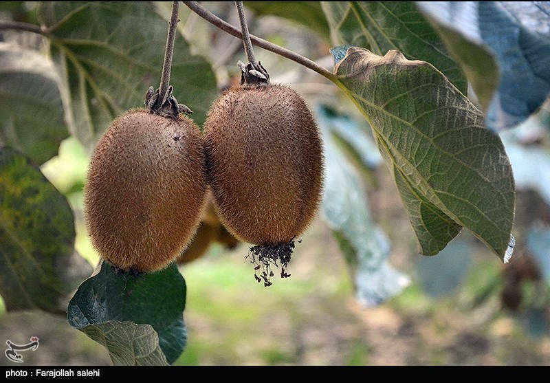 اخبار استان مازندران , اخبار ساری , کشاورزی , 