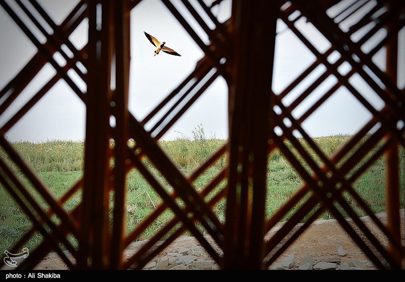 تالاب  بین المللی شادگان