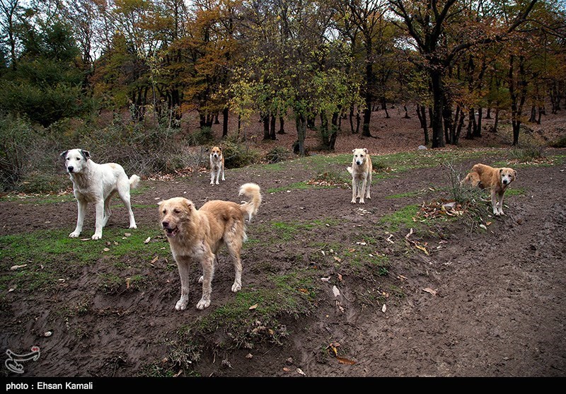 طبیعت پاییزی جنگل گلستان و آبشار لوه