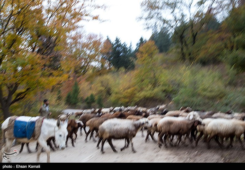 طبیعت پاییزی جنگل گلستان و آبشار لوه