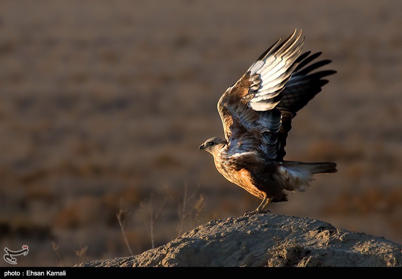 طبیعت پاییزی جنگل گلستان و آبشار لوه