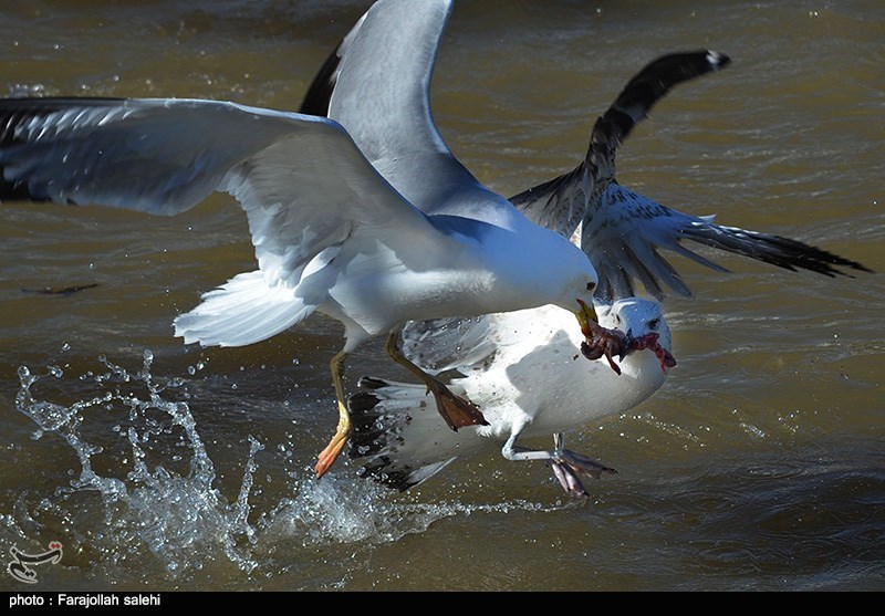 استانداری مازندران , پایش و نظارت در محیط زیست , 
