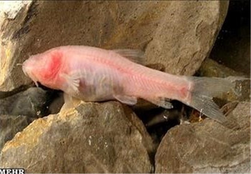 غار ماهی کور لرستان5