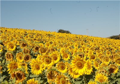 جایی که آفتابگردان برای روستاییان نان می‌آورد؛ زندگی در کالپوش با رنگ امید+تصاویر