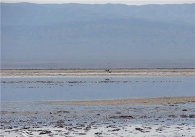 اجرای برنامه جامع تالاب کجی نمکزار نیازمند هم‌افزایی دستگاه‌ها