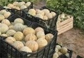پیش‌بینی برداشت 6000 تن طالبی مزارع کاشان/کشت در 200  هکتار