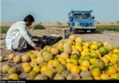 برداشت محصولات جالیزی خارج از فصل جلگه چاه هاشم - سیستان وبلوچستان