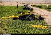 برداشت محصولات جالیزی خارج از فصل جلگه چاه هاشم - سیستان وبلوچستان