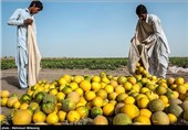 برداشت محصولات جالیزی خارج از فصل جلگه چاه هاشم - سیستان وبلوچستان