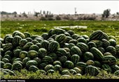برداشت محصولات جالیزی خارج از فصل جلگه چاه هاشم - سیستان وبلوچستان