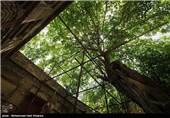 منزل سعدی شیراز در حال نابودی