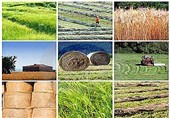 گام بزرگ اتحادیه دامداران استان مرکزی در تکمیل زنجیره تأمین خوراک دام
