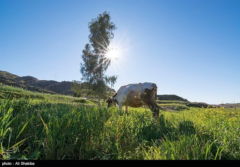 طبیعت بهاری خوزستان