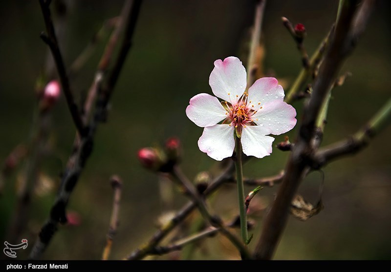 بهار کرمانشاه
