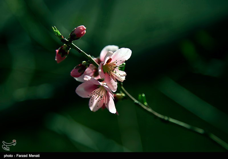 بهار کرمانشاه