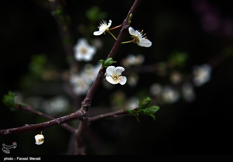 بهار کرمانشاه